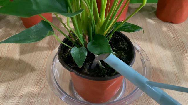 Just one slice of tomato can make Anthurium explode with so many beautiful flowers смотреть онлайн