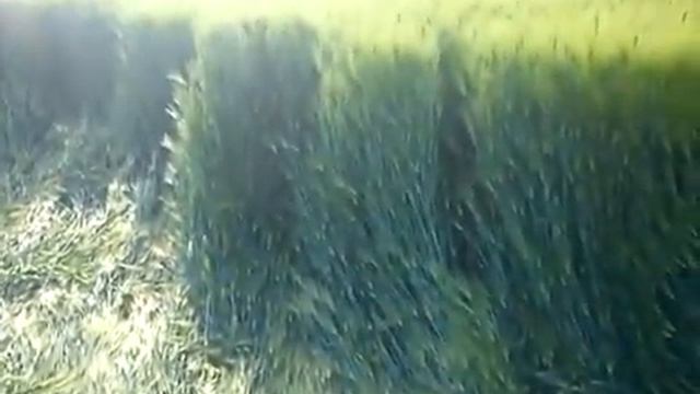 Chudopedia®. Краснодар. Снова круги на полях 24 05 2011.flv смотреть онлайн