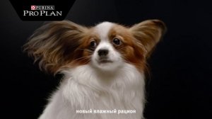 Реклама Purina Pro Plan (2020)