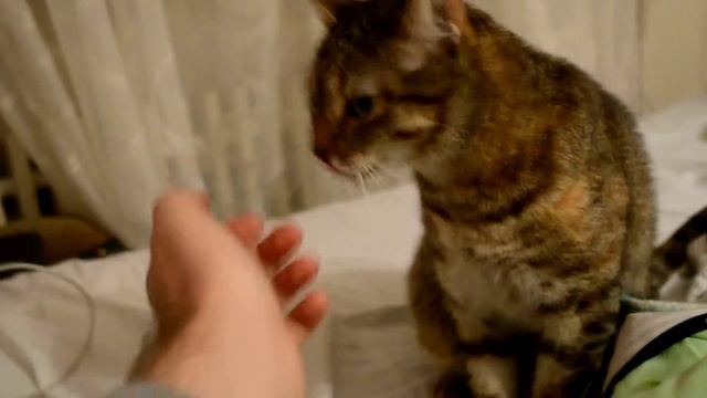 Мурка облизывает руку ) смотреть онлайн