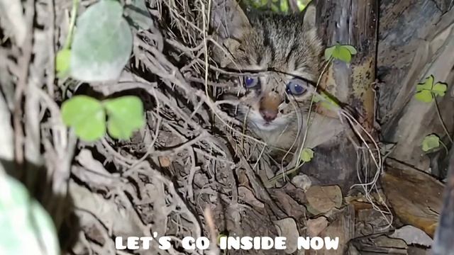 Rescue Kitten Has Sweetest Meow Ever | Scared But Adorable Tabby Cat | смотреть онлайн