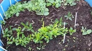 Многолетние цветы из семян. Просто и дешево!