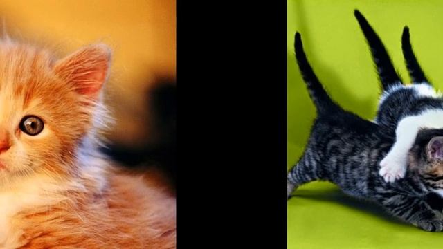 Собачки и Котята смотреть онлайн