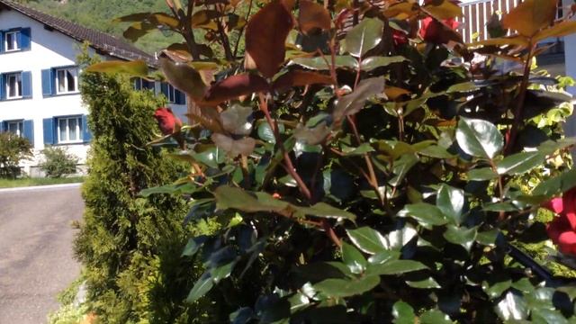 klettern Rose Red Flame. Climbing rose Elfe #rose смотреть онлайн