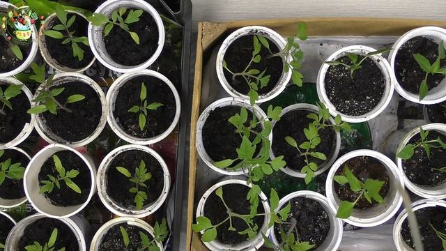 Обзор рассады. Посев огурцов. смотреть онлайн