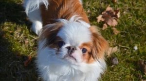 Японский хин плюсы и минусы породы | Собаководство | Порода Японский хин