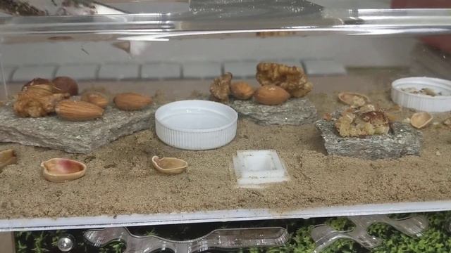 Как заселял муравьёв жнецов в формикарий Ковчег!!!🐜