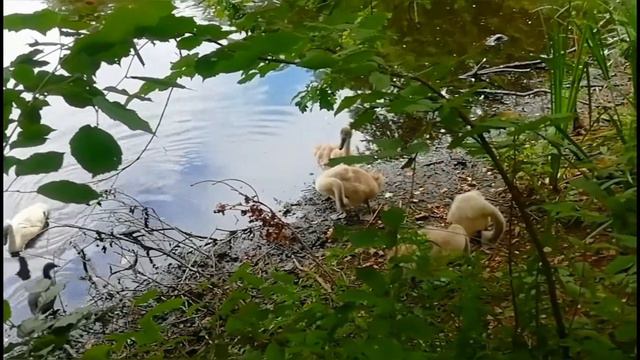 Лебедь с лебедятами#футажидлямонтажа#футажидлявидео смотреть онлайн