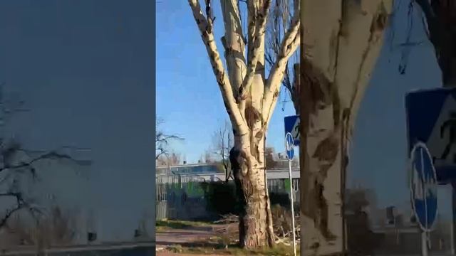 Восстановление Мариуполя идёт полным ходом смотреть онлайн