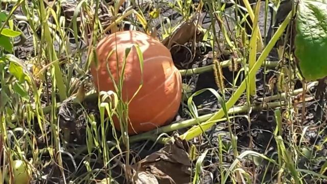 Стоит жара в начале августа. Тыквы поспевают раньше. смотреть онлайн