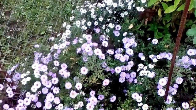 ОСЕННИЕ АСТРЫ!!! смотреть онлайн