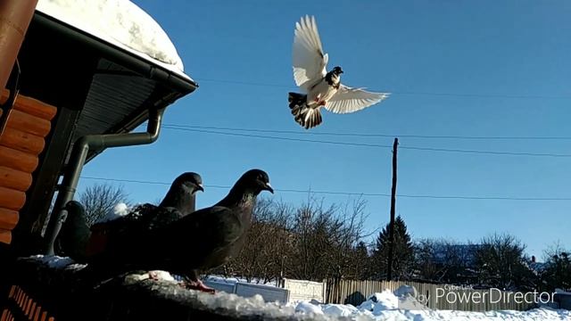 Храм Божией Матери "Отрада и Утешение". Голуби смотреть онлайн