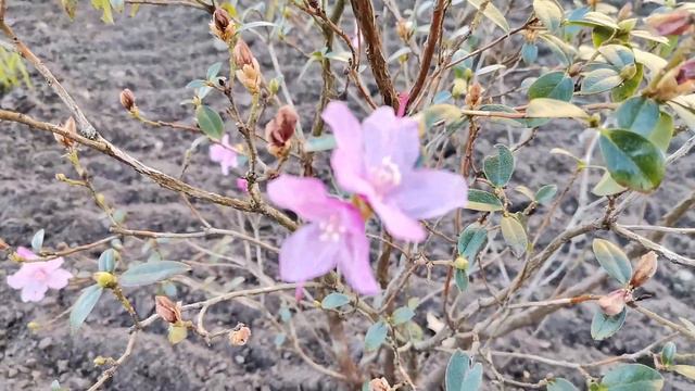 Gartenrundgang 19. März 2022 смотреть онлайн
