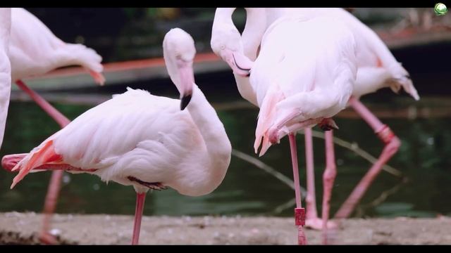 Nature Relaxation Film 4K - Peaceful Relaxing Music - Nature 4k Video UltraHD