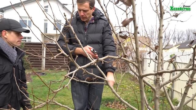 Обрезка деревьев для начинающих. Первые шаги. С Чего начать? смотреть онлайн