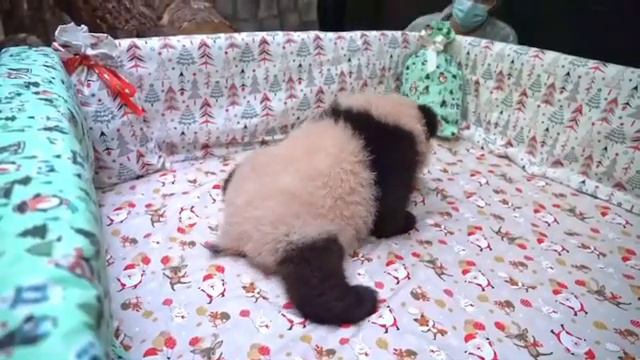 🐼 Пандочку из Московского зоопарка назвали Катюшей. Имя выбиралось голосованием на АГ. Я тоже 🥰 смотреть онлайн