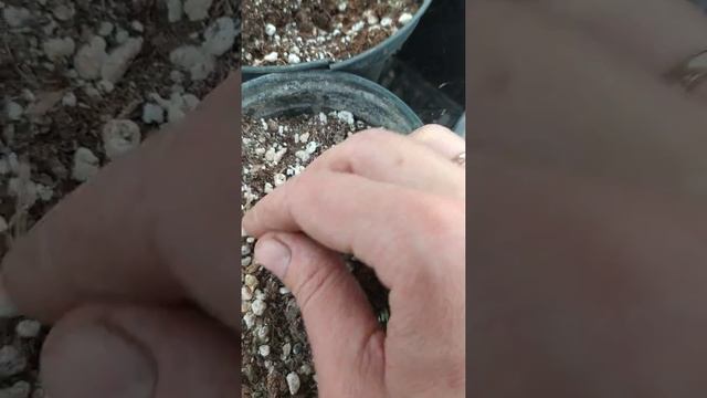 не повторяйте наши ошибки! зимовка черенков метельчатой гортензии смотреть онлайн