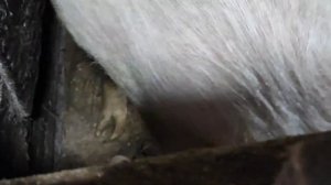 КАК ОПРЕДЕЛИТЬ ЧТО СВИНЬЯ В ОХОТЕ, ЧТО-ТО ПОШЛО НЕ ТАК