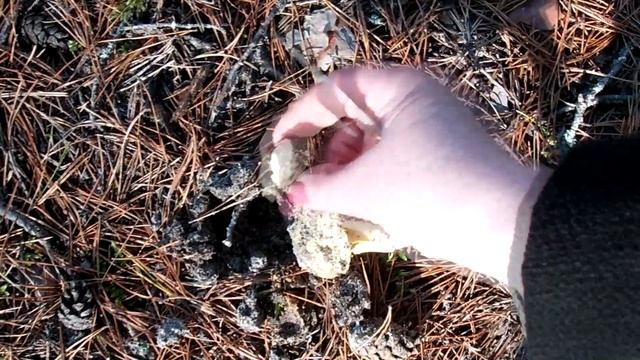Ноябрь.Собираем грибы в серьезном сосновом лесу. смотреть онлайн