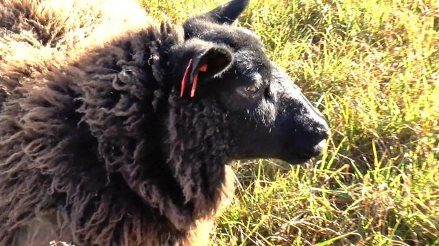 Panasonic-X920 Film Sheeps Mountain! смотреть онлайн