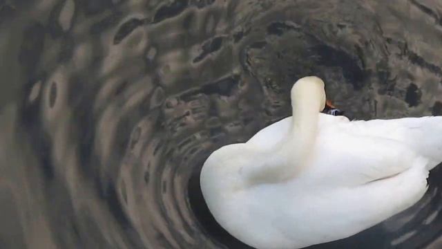 Окольцованный лебедь смотреть онлайн