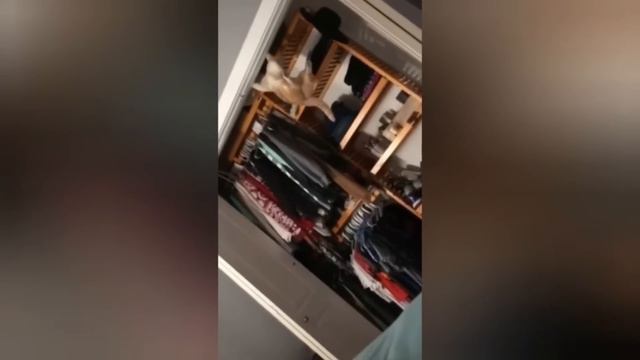 Konuşan Kediler 1 Saat - Sinema Tadında Komik Kediler ( PATİ TV )