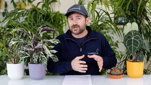 Come proteggere dal freddo le tue piante da giardino? Ecco 9 consigli (più uno) ⛄ смотреть онлайн