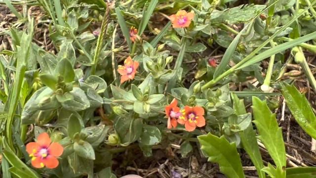 Scarlet Pimpernels смотреть онлайн