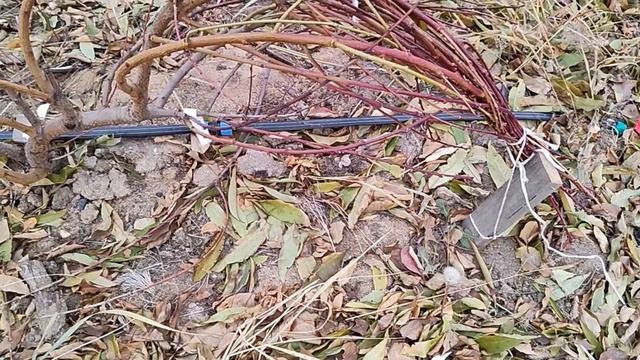 Готовим персик к укрытию смотреть онлайн