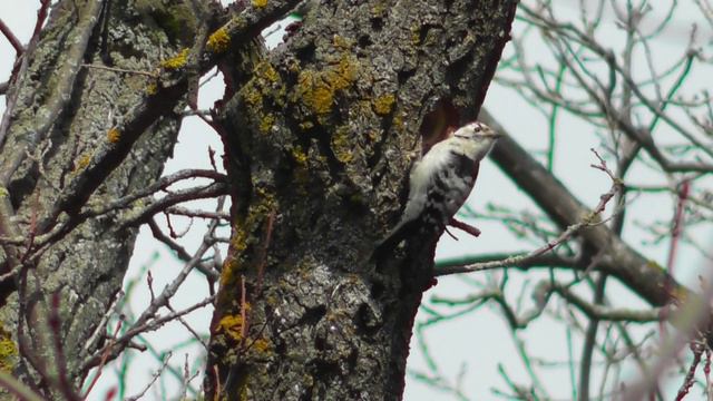 Малый пёстрый дятел за работой ( Picoides minor, Dendrocopos minor ) смотреть онлайн