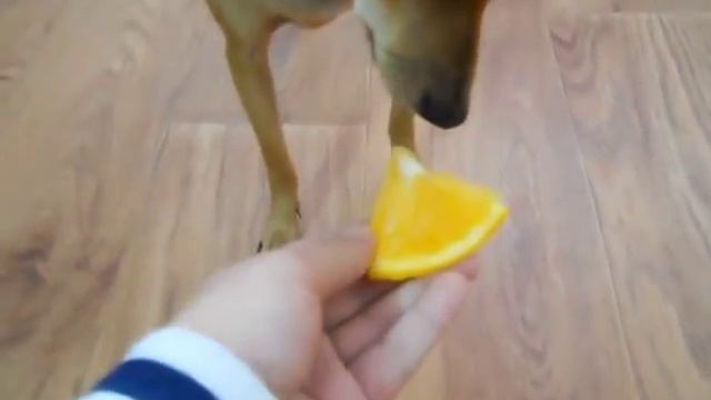 моя собачка и апельсин смотреть онлайн