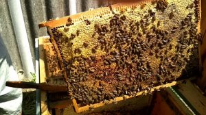 Забираем полно медные рамки на откачку и делаем формирование пчелиной семьи.