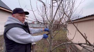 Обрезка груши