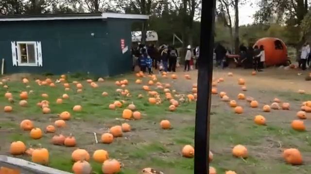 Pumpkin Patch - Train Ride смотреть онлайн