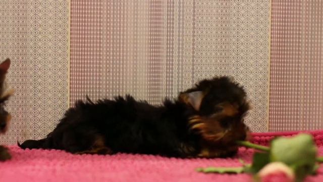 ДЛЯ ПРОДАЖИ! ЙОРКИ ДЕВОЧКИ для шоу и разведения. д.р. 15.12.2013г. 3