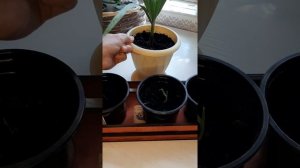 Выращивание пальмы Вашингтония из семян