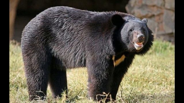 Купили собачку, а вырос медведь из красной книги – ШОК (2018)