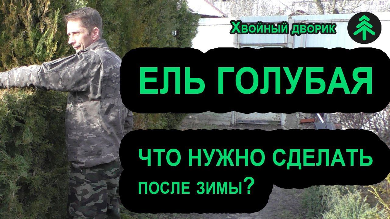 Уход за голубой елью после зимы-придавливаем саженцы 4 х летки посаженые осенью. смотреть онлайн