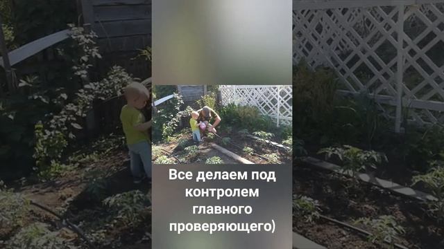 капельный полив своими руками. смотреть онлайн