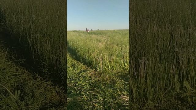 Косим сено на минитракторе русич т 30 . Сенокос 2020 смотреть онлайн