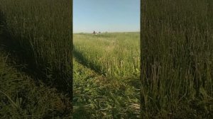 Косим сено на минитракторе русич т 30 .  Сенокос 2020