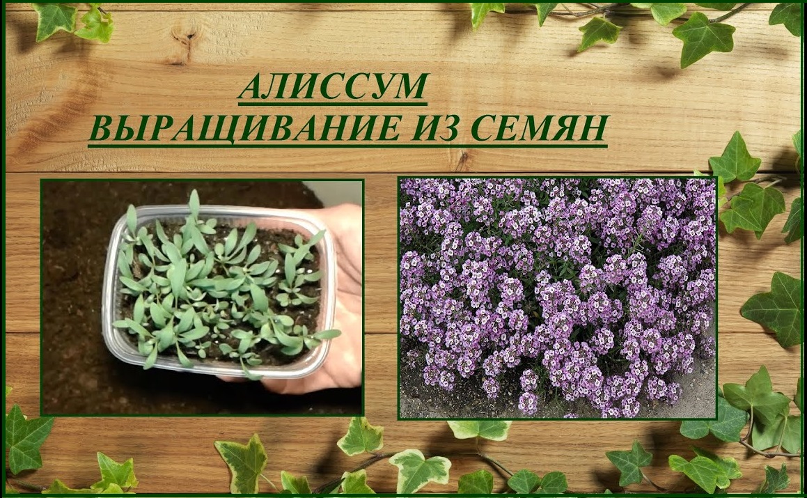 Алиссум (лобулярия) выращивание из семян от посева до цветения смотреть онлайн