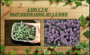 Алиссум (лобулярия) выращивание из семян от посева до цветения