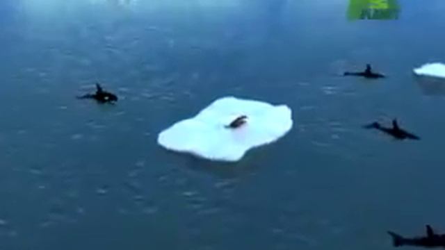 Касатки сбрасывают тюленя крабоеда с льдины, нагоняя на него волну смотреть онлайн