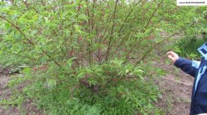 Молодой ПЕРСИК в форме КУСТА. Сравниваем ОБРЕЗАННЫЙ и НЕОБРЕЗАННЫЙ экземпляры.