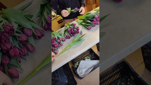 Упаковываем тюльпаны Юрия Павловича смотреть онлайн