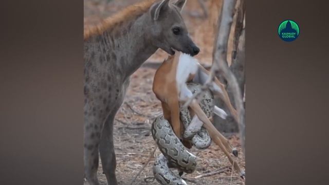 Survival of the fittest!! Python, Hyena or Deer, Who will have the ill fate? смотреть онлайн
