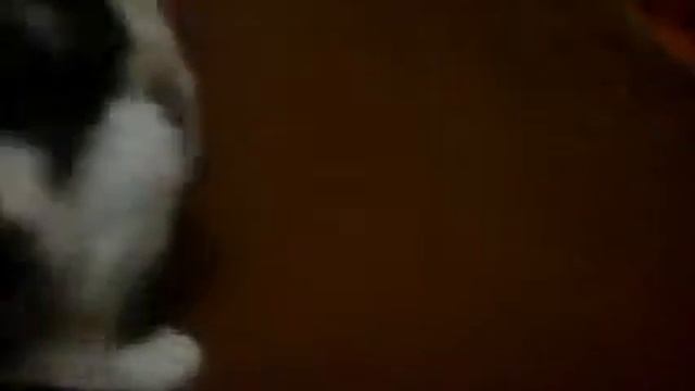Летучая мышка с котом смотреть онлайн