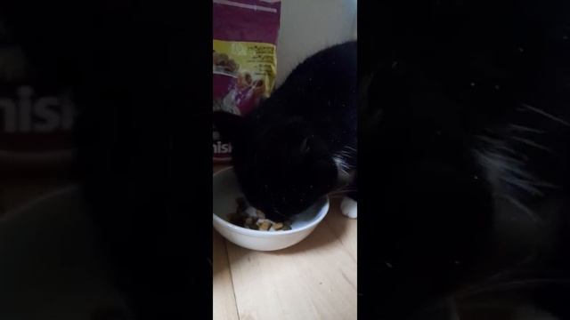 Датская кошка хрустит, мурчит и чавкает смотреть онлайн