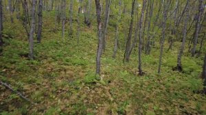 Осиновый лес в Мурманской области